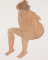 Femme nue assise, les bras croisés appuyés sur un genou