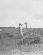 Paysans fauchant les blés