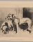 Boule-dogue et terrier écossais