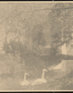 Deux cygnes dans le jardin de Meudon