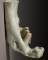 Moulage de la main d'Auguste Rodin tenant un torse féminin