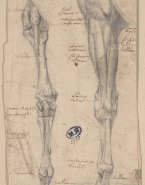 Deux jambes de cheval écorchées