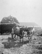 Deux vaches dans un champ